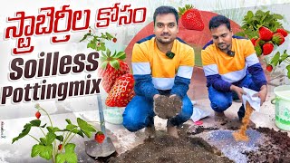 Soil less potting mix స్ట్రాబెర్రీ మొక్కలకు బాగుంటుంది OrgGardener pottingmix strawberry [upl. by Travers155]