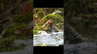 Cat try to catch a fish shorts fishing cat amazing water viralvideo [upl. by Mallissa]