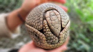 Adorable rescued armadillo curls into perfect ball [upl. by Enelam]