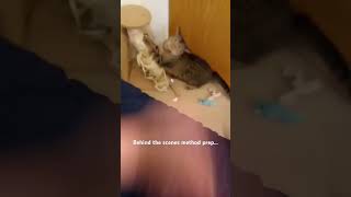 Chubbs the cat cat funny  Hes method chubbs [upl. by Anyak954]