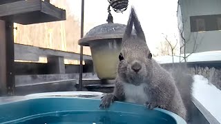 水を飲んだ後に仁王立ちで食事をするエゾリスさん Ezo squirrel stands up and eats after drinking water [upl. by Bautista139]