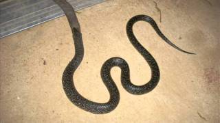 King Snake Eating Cotton Mouth Snake [upl. by Asiruam]