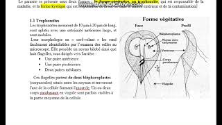 GIARDIA INTESTINALIS COURS TS LIBAN [upl. by Link580]