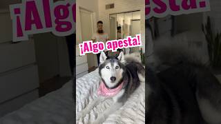 ¡Llegué a Casa Sudando y mi Husky se VOLVIÓ LOCO 🏠🐾😱 [upl. by Jay647]