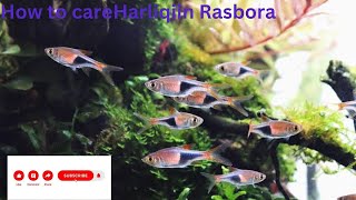 How to care Harliqin Rasbora complete guide [upl. by Warrin]