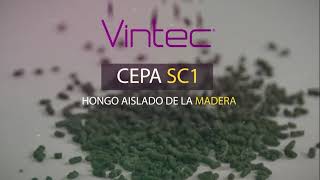 Vintec previene la aparicición de enfermedadesdelamadera en viña [upl. by Anailil969]