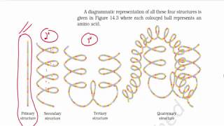 Biomolecules Part 5 Structure of Proteins  Primary Secondary amp Tertiary Structure  NCERT [upl. by Sachi]