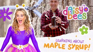 Learn Where Maple Syrup Comes From Preschool Counting STEM Colors [upl. by Hgielime]