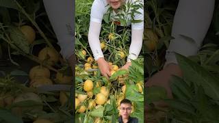 Harvest strange fruits sonasmr [upl. by Asennav]