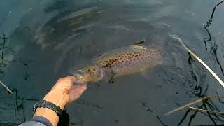 brown trout fishing south australia [upl. by Acirne]