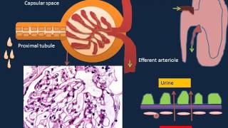 Renal Disorders I [upl. by Constantina]