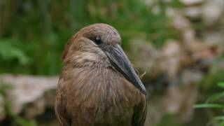 Hammerkopf closeup [upl. by Bowlds482]