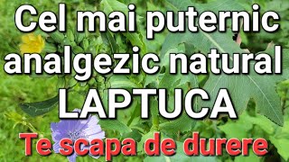 Tratează DurereaDepresiaInsomniaStresulFicatul Puternicul remediu natural [upl. by Burrill]