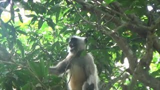 Amazing Angry Langur monkey Sounds [upl. by Isadora]