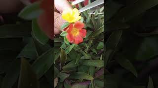 cross pollination purslane flowers 💛🧡shortvideo garden [upl. by Rattan]