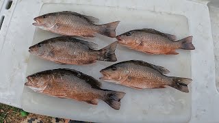 An EASY Way to Catch Mangrove Snapper for Dinner [upl. by Barlow]