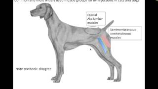 Clinical Applications Musculature VETERINARY TECHNICIAN EDUCATION VIDEOS [upl. by Dleifyar]