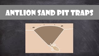 Antlion Sand Pit Traps  Entomology [upl. by Osei37]