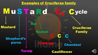 MnemonicTrick to remember examples of Cruciferae  Brassicaceae  Mustard family for NEET [upl. by Ailsa467]