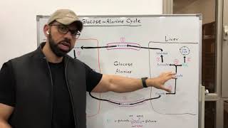 Glucose  Alanine Cycle [upl. by Nanice814]