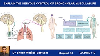 EXPLAIN THE NERVOUS CONTROL OF BRONCHIOLAR MUSCULATURECH 38 LM 12 [upl. by Nannerb]