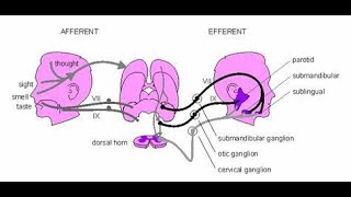 The unconditioned salivary reflex Unconditioned stimulus and unconditioned response [upl. by Myk]