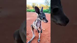 Baby kangaroo lost his mother 🥺 short kangaroo kangaroofight animals help viralvideos pets [upl. by Eydnarb]