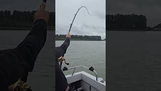 Fraser River fishery Alexs second fish sturgeon fraser river [upl. by Phineas]