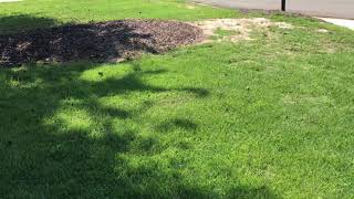 Zoysia Grass Seed Video 6 [upl. by Wolpert]