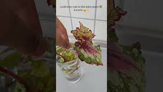 Propagating a Begonia Rex plant from leaf cuttings plants begonia propagation plantlover [upl. by Hctub]