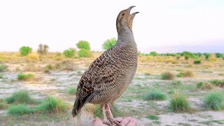 Teetar ki awaaz  Teetar voice  gray francolin teetar sound  Female teetar awaz [upl. by Anyahs102]