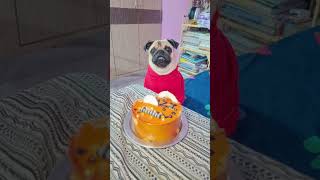 Tinzi first birthday 🎂youtubeshorts shortsvideo pets pug cutedog trending ytshortsfunnydog [upl. by Ventura376]