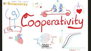 Enzyme Cooperatively amp Hills Coefficient  OxygenHemoglobin Dissection Curve  Biochemistry [upl. by Aleihs]