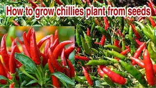 How to grow Chillies plant from seeds Growing chillies peppers from seeds Beginning till Harvest [upl. by Kally]