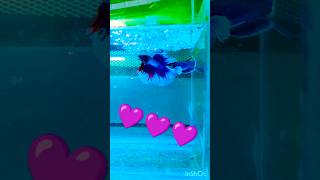 Betta breeding pair ♥️betta bettafish guppy aquariumbreeding trending ytviral fishbeautiful [upl. by Samson]