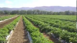 REPORTAJE SOBRE LA AGRICULTURA DOMINICANA youtube [upl. by Kelton719]