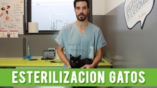 Esterilizacion Gato Macho  Esterilización o Castración En Gatos [upl. by Kast609]