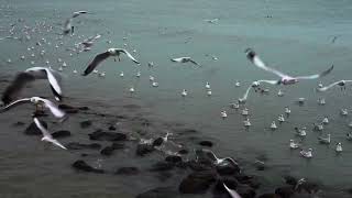 Handheld  Seagull Bird  นกนางนวล  at View point Red Bridge on Samutsakorn Thailand [upl. by Cuthburt]