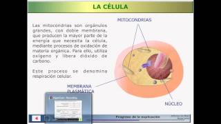 12 Célula eucariota animal [upl. by Ellon]