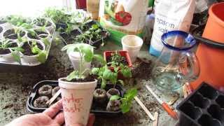 Transplanting Your Peat Pellet Tomato Seedling into Cups 34 Inches  MFG 2014 [upl. by Aryam]