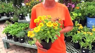 Kiefer Landscaping  Gaillardia Arizona Apricot [upl. by Maris]