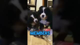 The Bernese Mountain Dog Pawsitively Fascinating Fun Dog Facts [upl. by Trilbie]