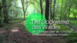 Die Stockwerke des Waldes  Einleitung [upl. by Nileuqay]