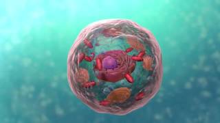 A Level Biology Topic 1 Cell Structure [upl. by Nnyled]