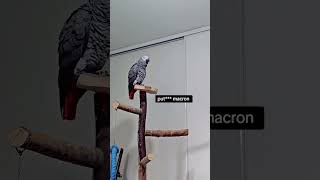 🤣🤣🙈 cuteparrot parrot perroquets pets grisdugabon cute funny [upl. by Reis]