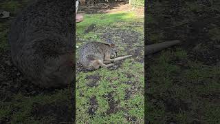 wallaby scratches tail [upl. by Drye815]