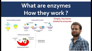 What are enzymes Cofactor coenzyme prosthetic group apoenzyme holoenzyme [upl. by Enimsay]