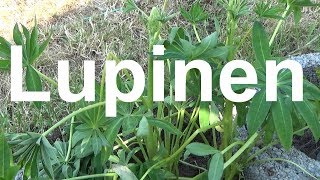 Lupinen pflege gießen düngen Standort vermehren überwintern schneiden Lupine Lupinus Wolfsbohne [upl. by Atteirneh167]