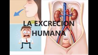 La excrecion humana [upl. by Rosalinde]