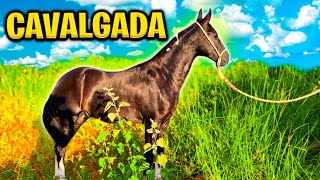 PRIMEIRA CAVALGADA com o NOVO CAVALO [upl. by Kandace]